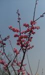 梅花