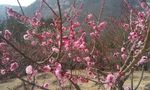 梅花