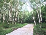 白桦林
