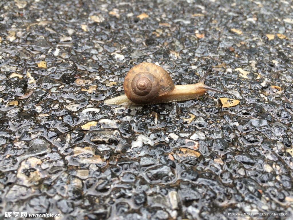 雨后的蜗牛