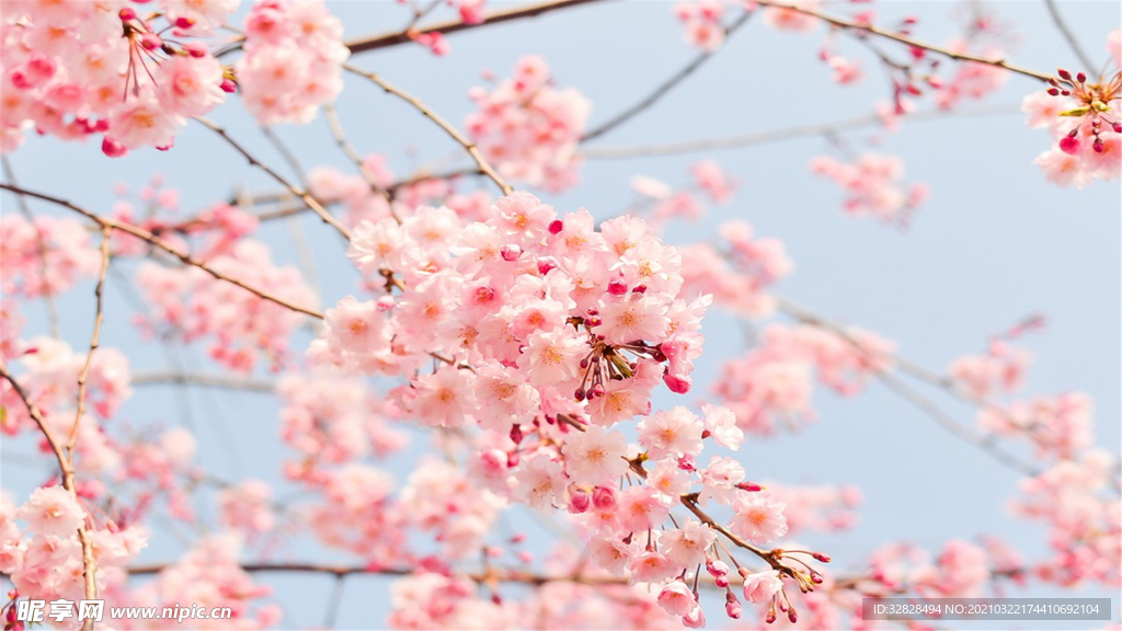 日本粉色樱花花朵桃花摄影图素材