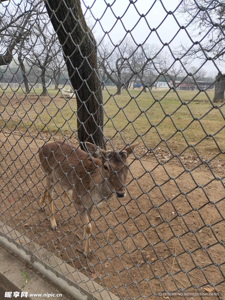麋鹿