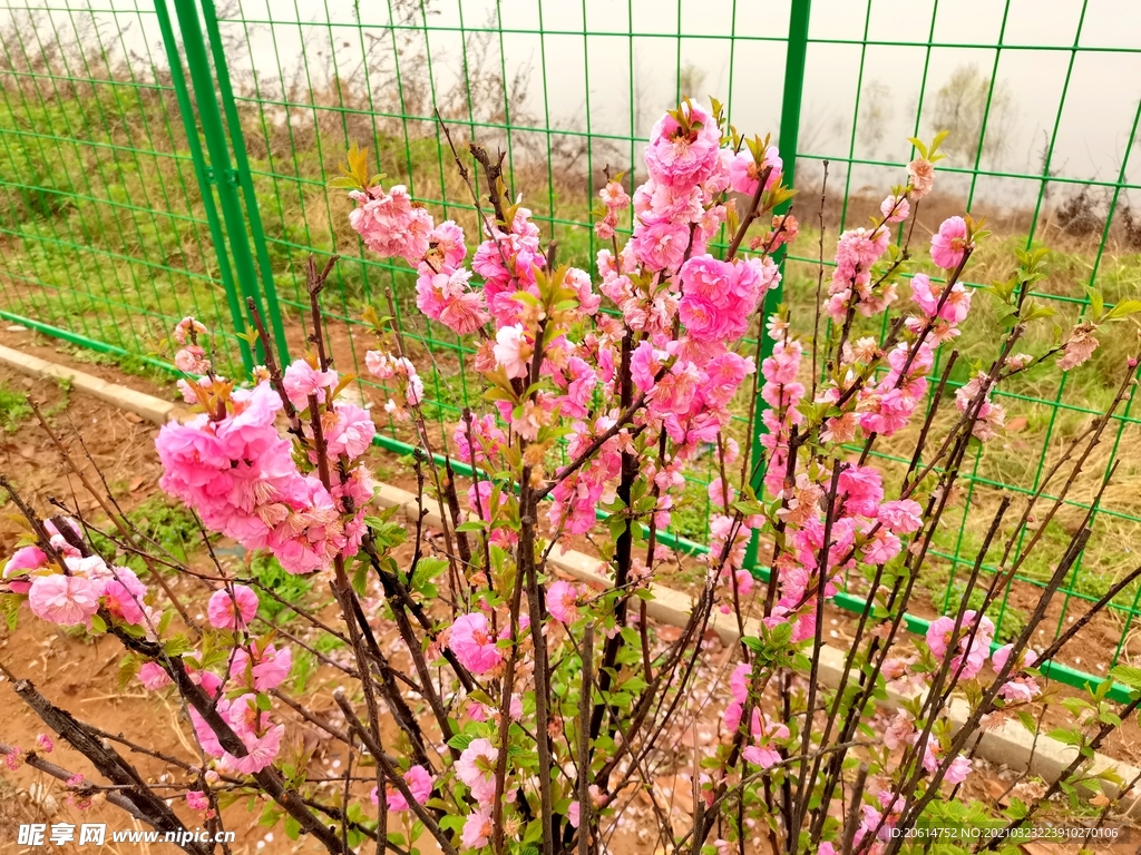 盛开的桃花