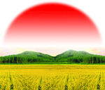 红日水稻