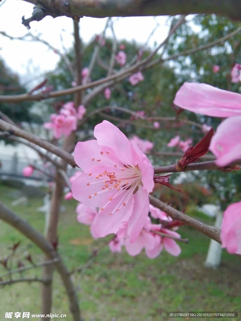 桃花