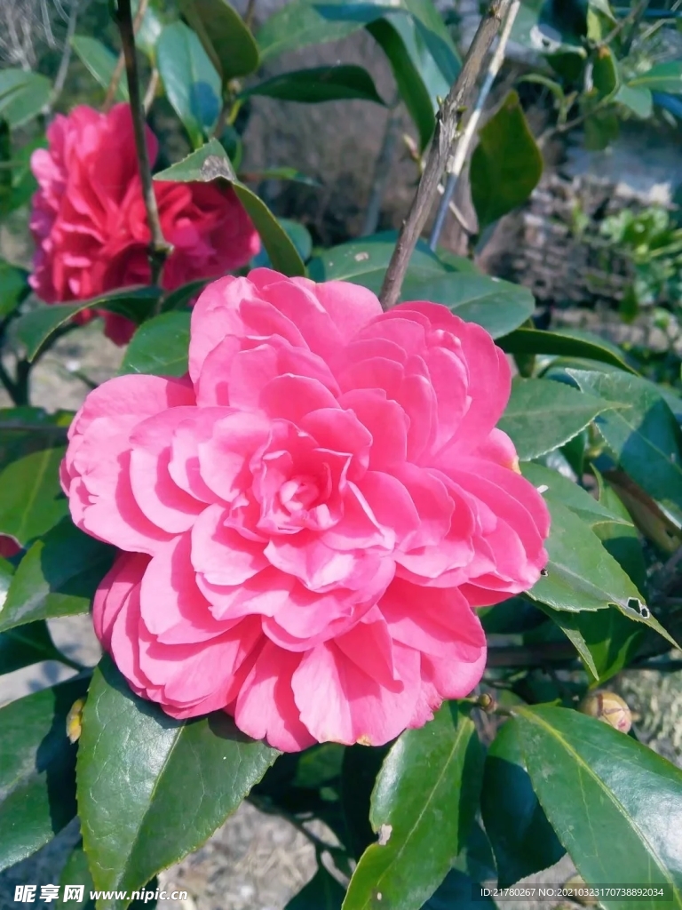 茶花