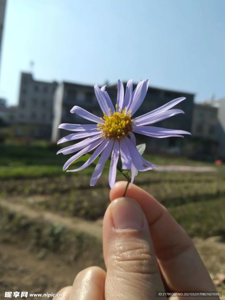 小雏菊