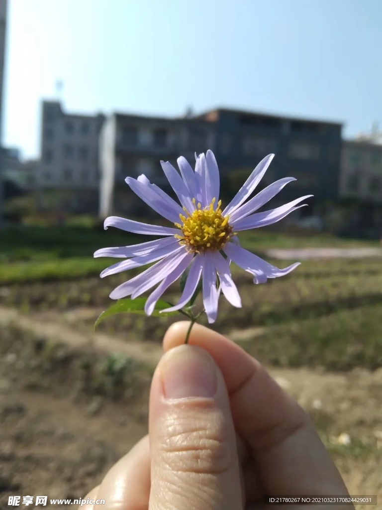 小雏菊