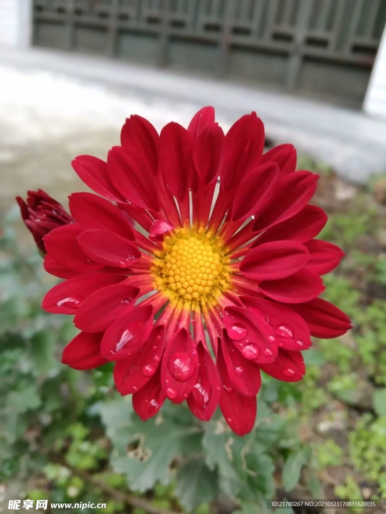 小雏菊