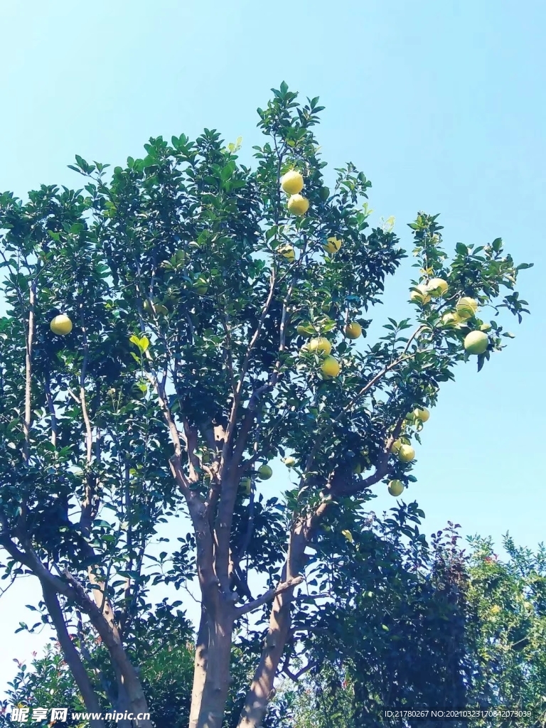 柚子树