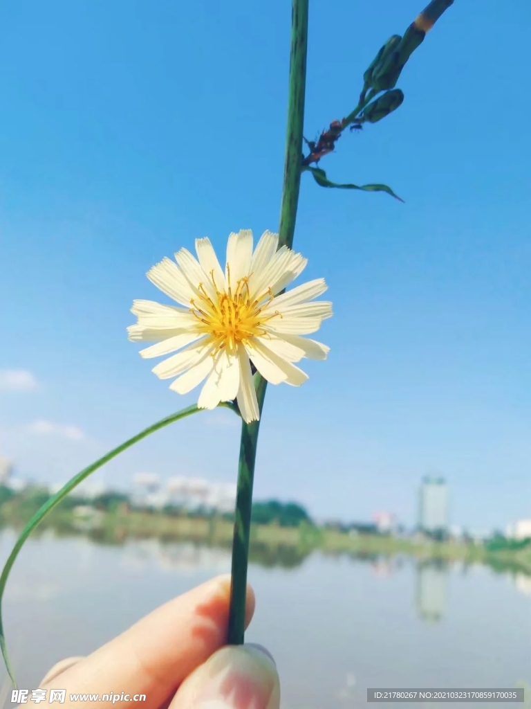 小雏菊
