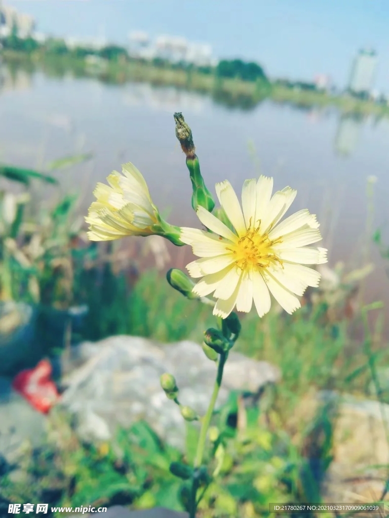 小雏菊