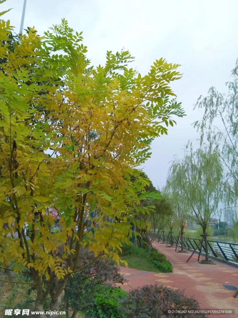 秋天树叶