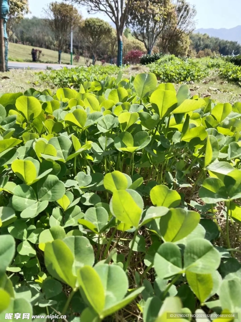 四叶草