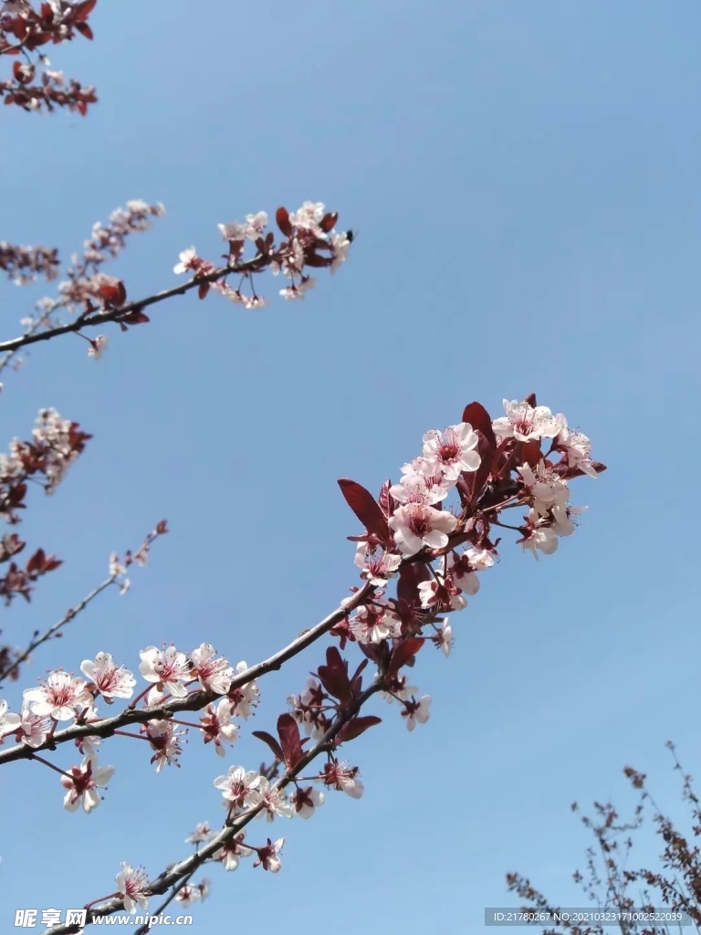 梅花