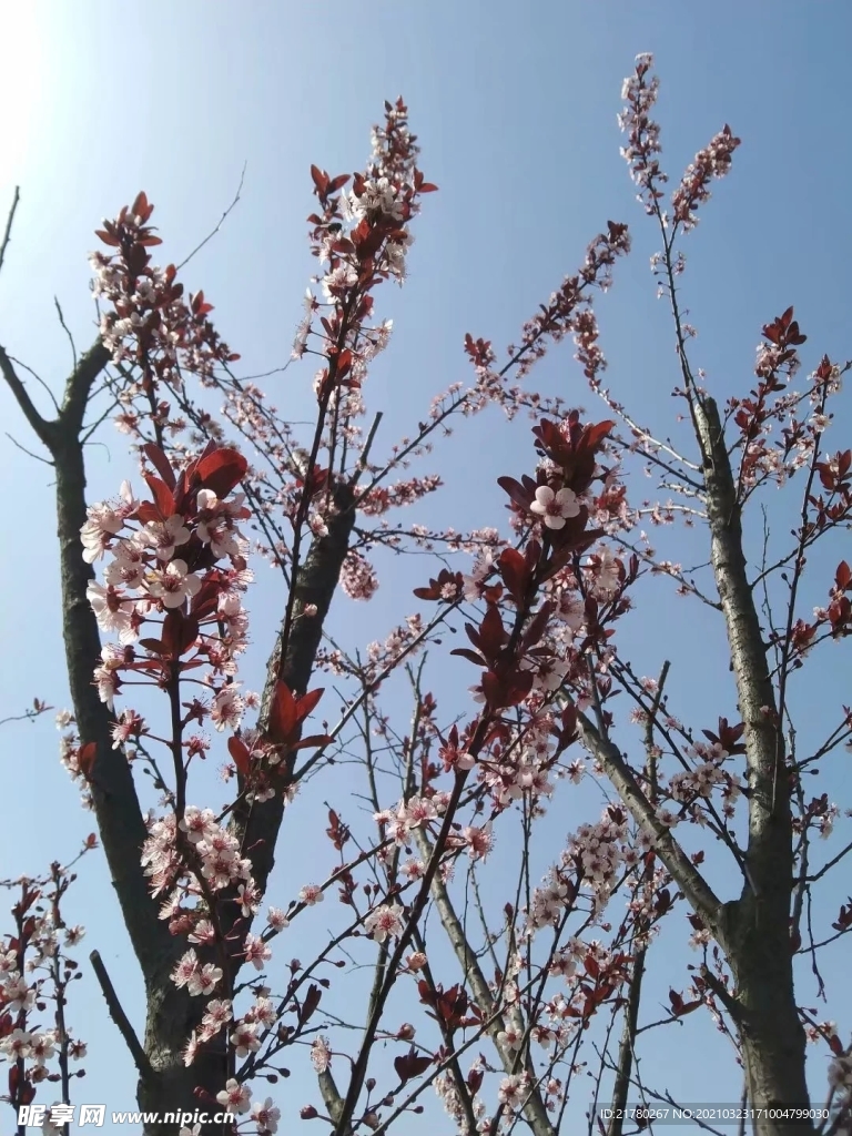 腊梅