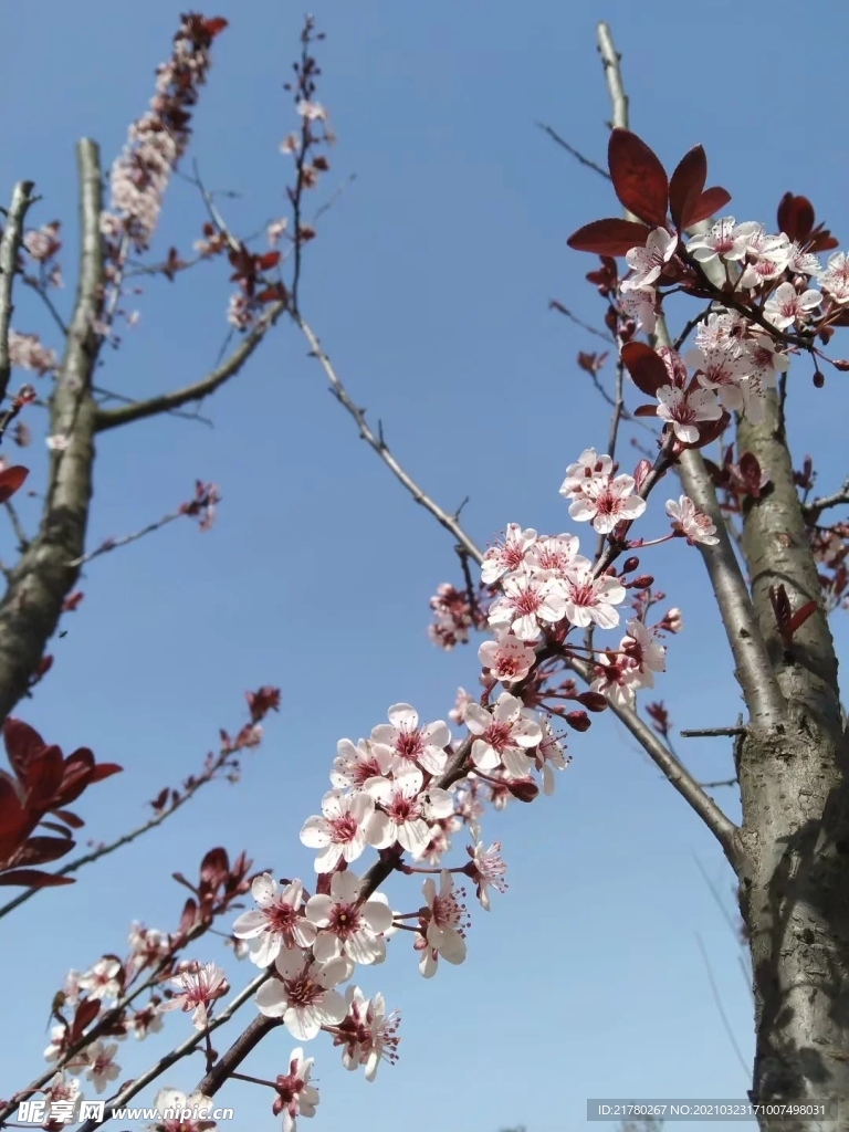 梅花 腊梅