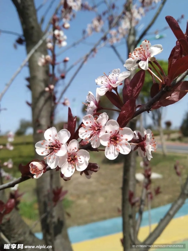 梅花