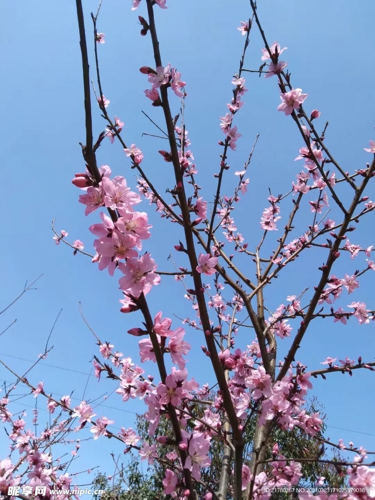 桃花 天空