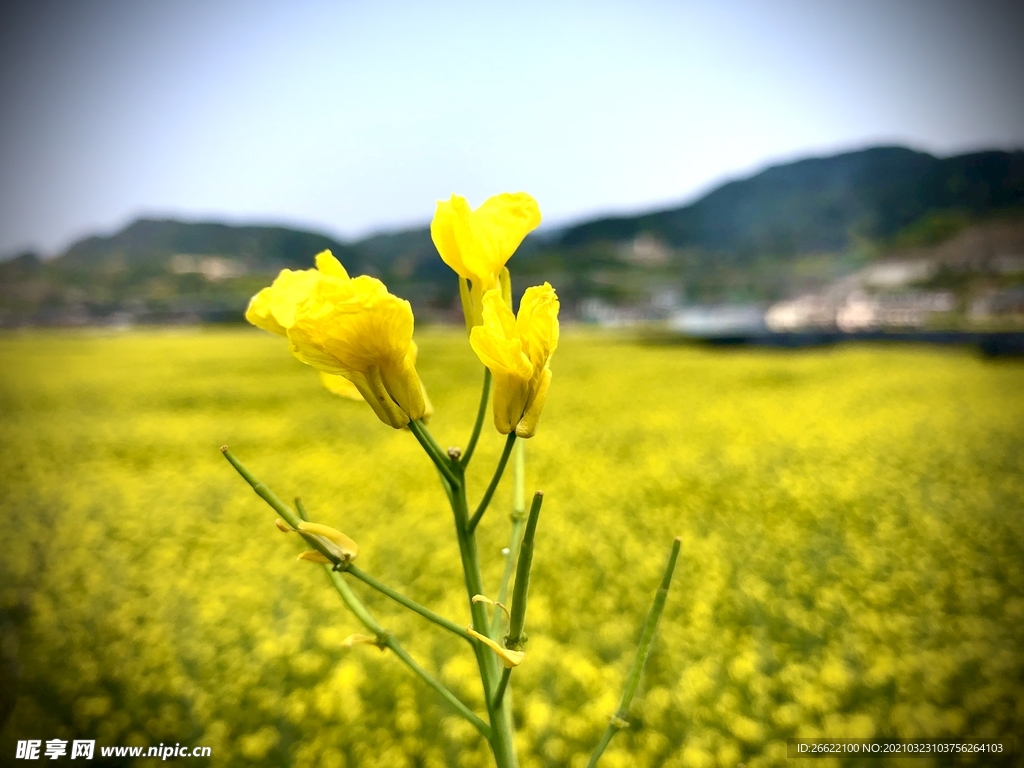 油菜花