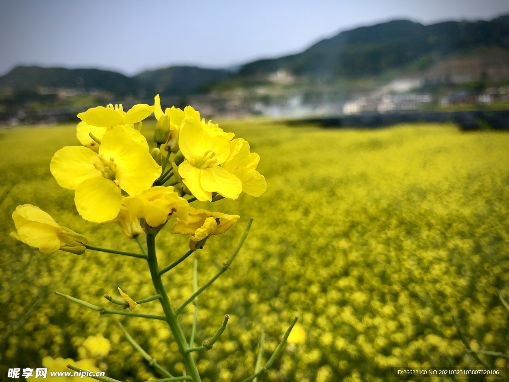 油菜花
