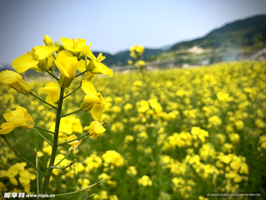 菜花
