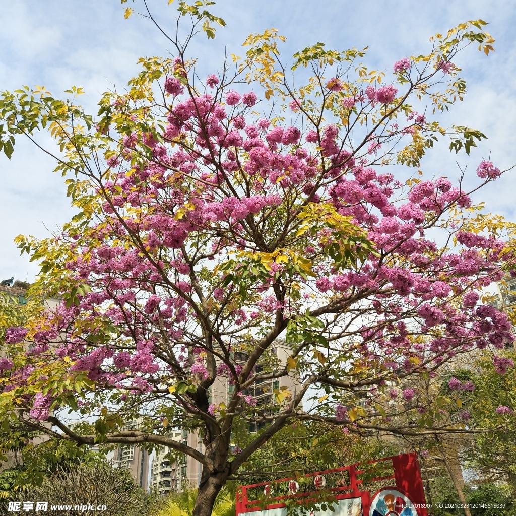 樱花