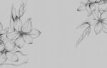 兰花手绘插画