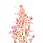梅花植物元素