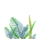 插画植物树叶元素