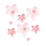 樱花素材