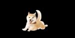 高清小狗柴犬
