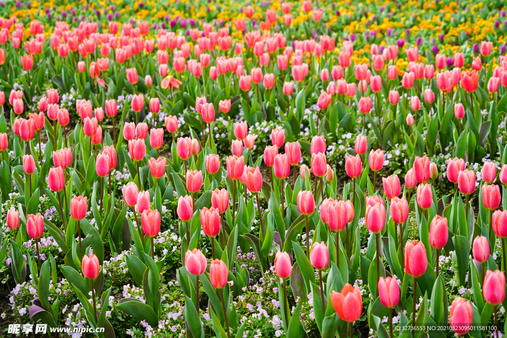 郁金香花海