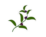 茯苓手绘