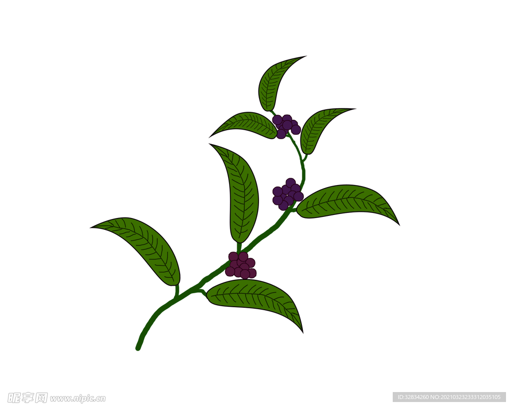 茯苓手绘