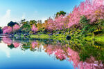 开花在春天的美丽的樱花树