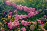 粉色樱花树在山上的鸟瞰图