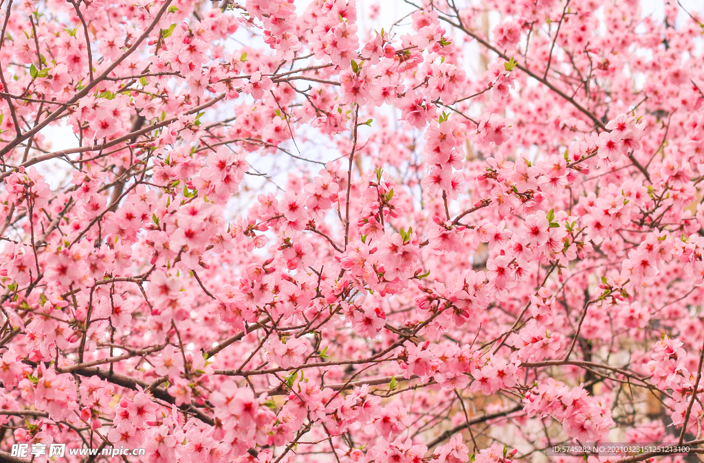 美丽樱花cherry