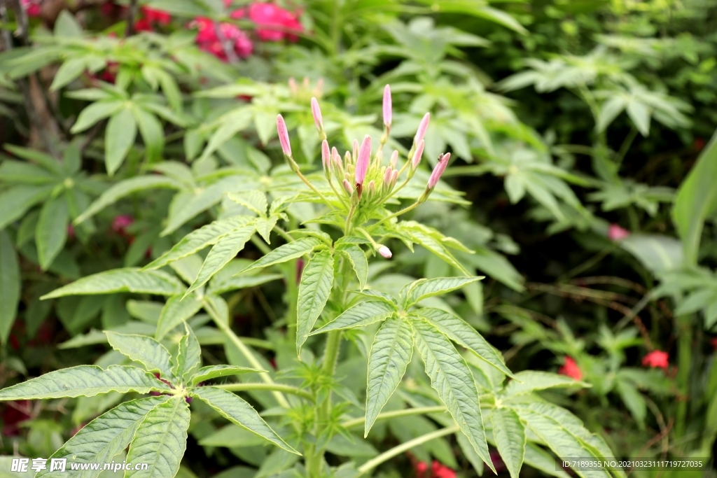 醉蝶花 西洋白花菜 凤蝶草