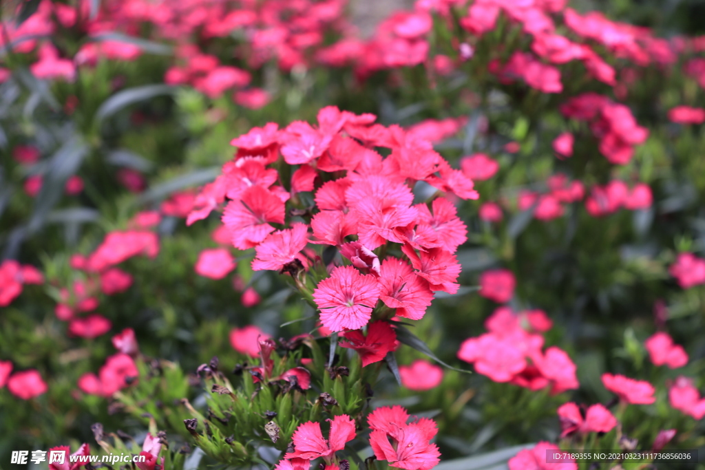 石竹花 花卉 红色