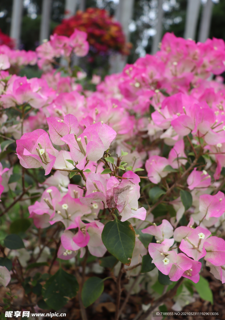 簕杜鹃花 深圳市花 叶子花