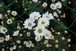 白色小雏菊