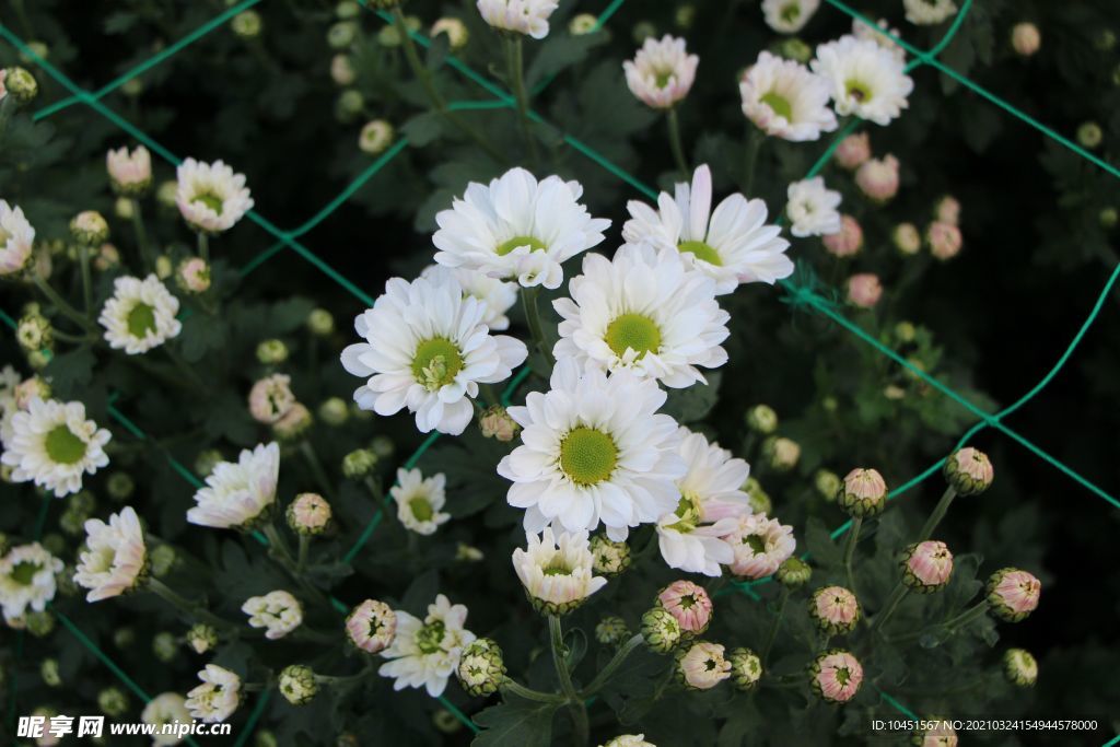 白色小雏菊