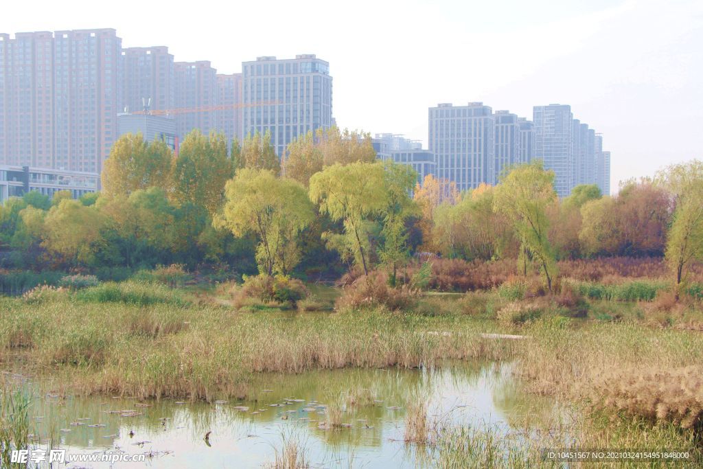 城市湿地公园