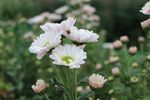 粉色小雏菊微摄