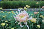 粉色菊花微摄