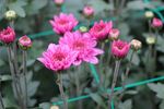 红色小雏菊