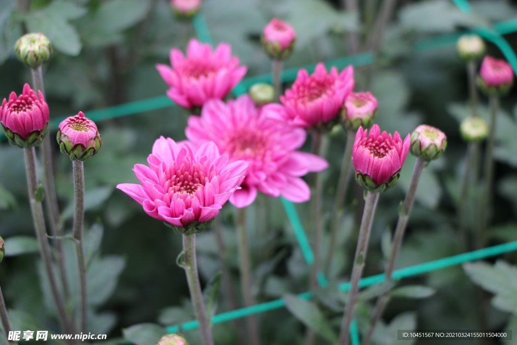 红色小雏菊