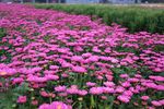 红色雏菊花田