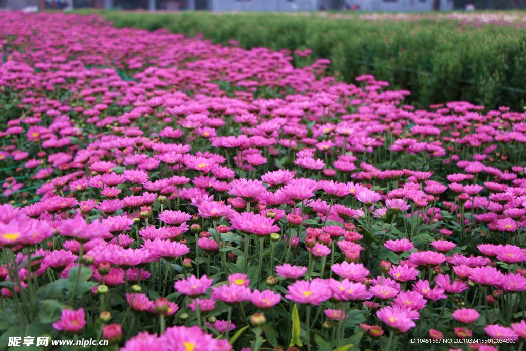 红色雏菊花田